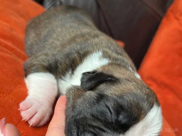 Quality KC Reg Boxer Puppies for sale in Newport