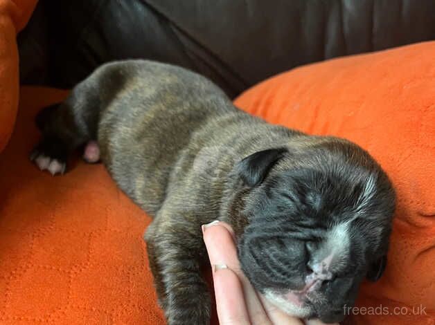 Quality KC Reg Boxer Puppies for sale in Newport - Image 3