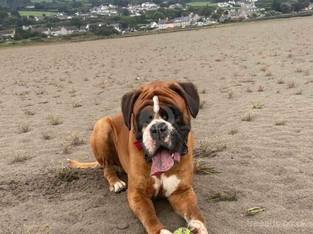 Quality Male KC Reg Boxer for sale in Newport, Shropshire