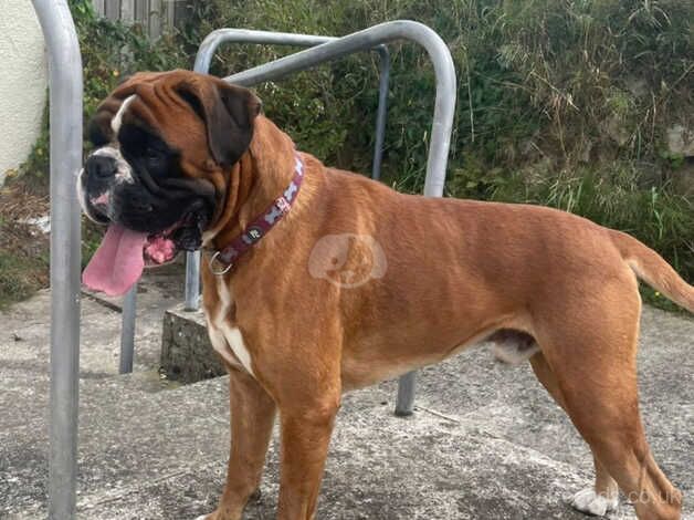 Quality Male KC Reg Boxer for sale in Newport, Shropshire - Image 2