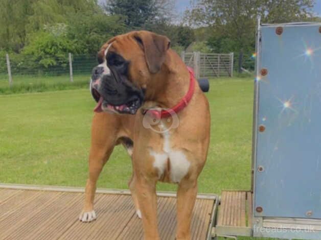 Quality Male KC Reg Boxer for sale in Newport, Shropshire - Image 3