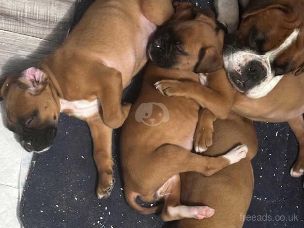 Red and white long tail boxer pups for sale in Sale, Greater Manchester