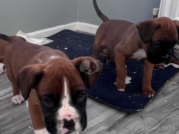 Red and white long tail boxer pups for sale in Sale, Greater Manchester - Image 2