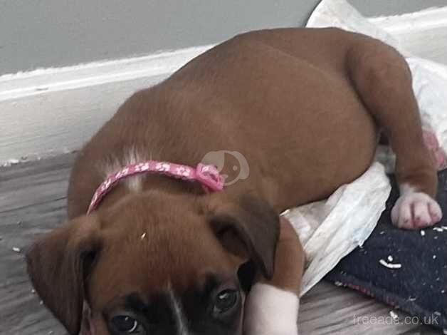 Red and white long tail boxer pups for sale in Sale, Greater Manchester - Image 3