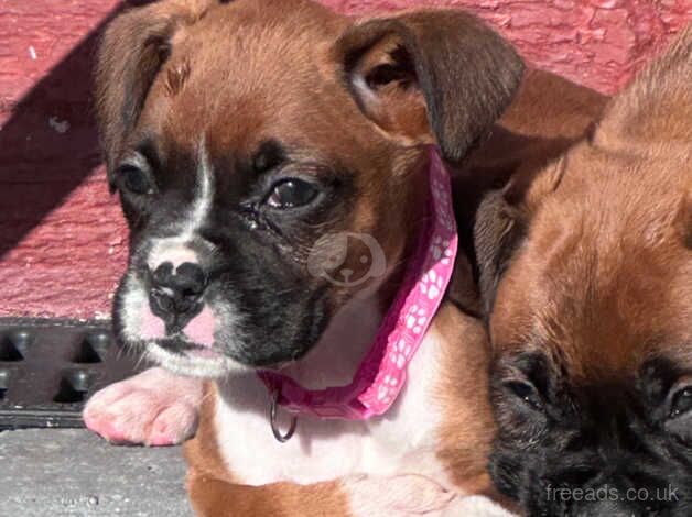 Red and white long tail boxer pups for sale in Sale, Greater Manchester - Image 4