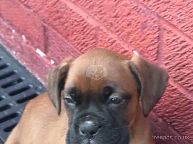 Red and white long tail boxer pups for sale in Sale, Greater Manchester - Image 5