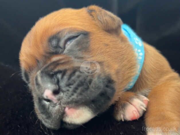 Ruby's Beautiful Boxer Pups for sale in Caerphilly, Caerphilly - Image 2