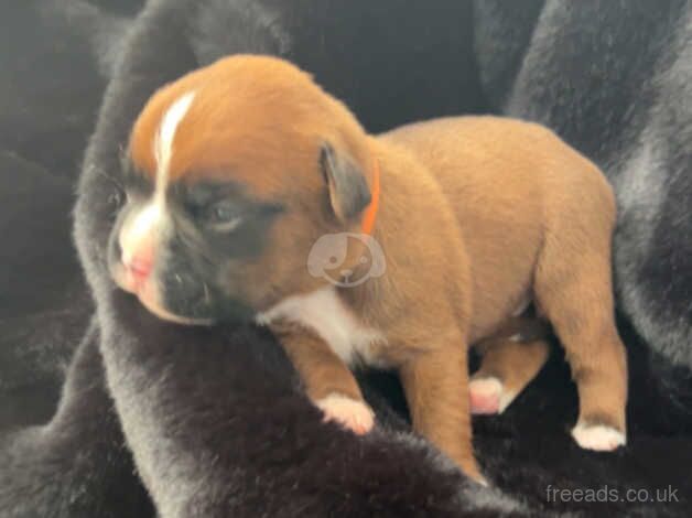 Ruby's Beautiful Boxer Pups for sale in Caerphilly, Caerphilly - Image 4