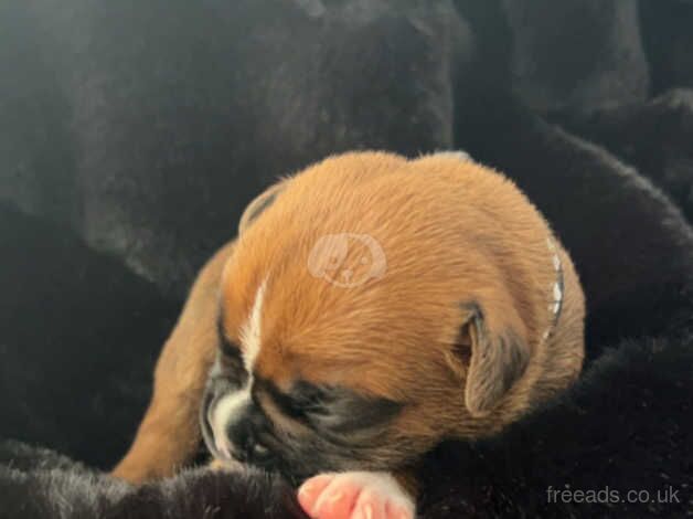 Ruby's Beautiful Boxer Pups for sale in Caerphilly, Caerphilly - Image 5