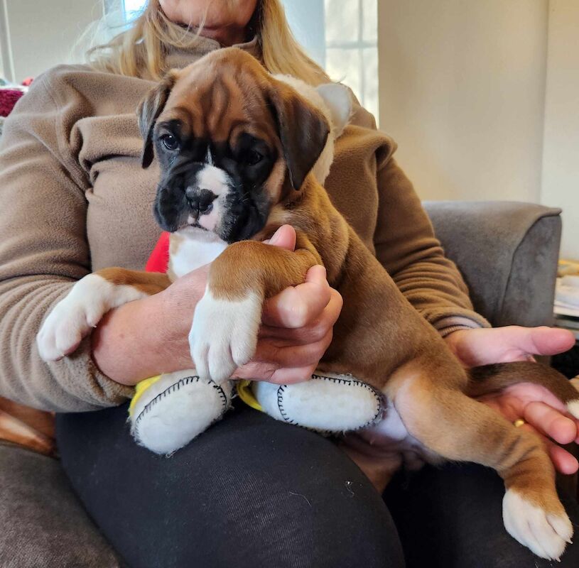 stunning boxer puppies for sale in Hinckley, Leicestershire - Image 3