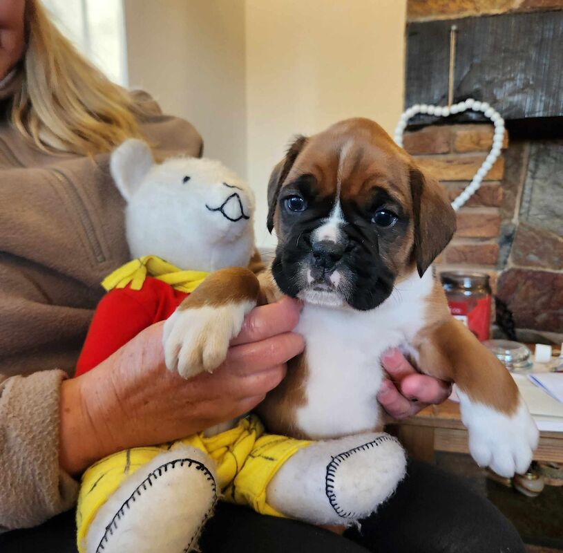 stunning boxer puppies for sale in Hinckley, Leicestershire - Image 4