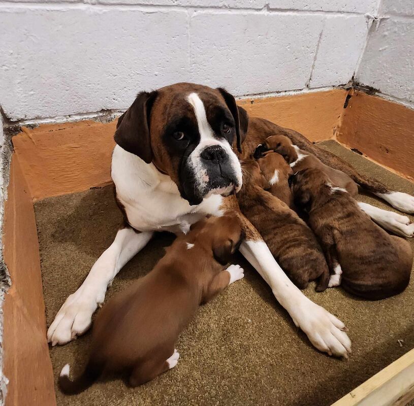 stunning boxer puppies for sale in Hinckley, Leicestershire - Image 5