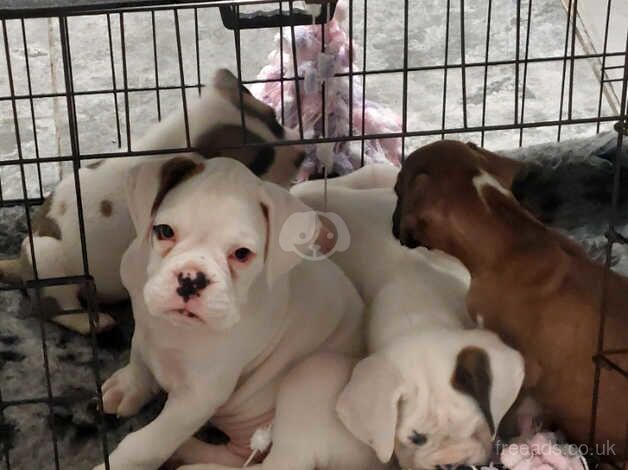 Stunning boxer pups only 3 left for sale in Wakefield, West Yorkshire