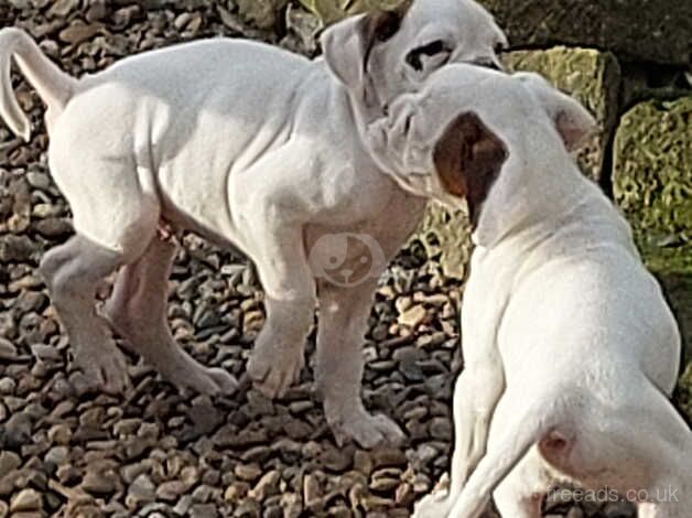 Stunning boxer pups only 3 left for sale in Wakefield, West Yorkshire - Image 3