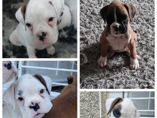 Stunning boxer pups only 3 left for sale in Wakefield, West Yorkshire - Image 4