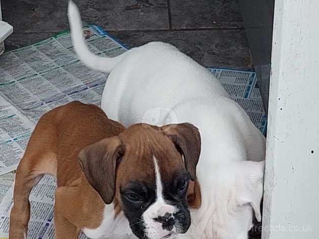 Stunning boxer pups only 3 left for sale in Wakefield, West Yorkshire - Image 5