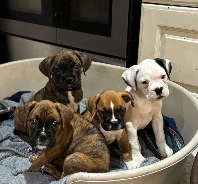 Stunning chunky Boxer puppies boys only for sale in Cookstown, Cookstown