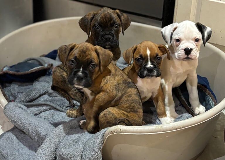 Stunning chunky Boxer puppies boys only for sale in Cookstown, Cookstown - Image 2