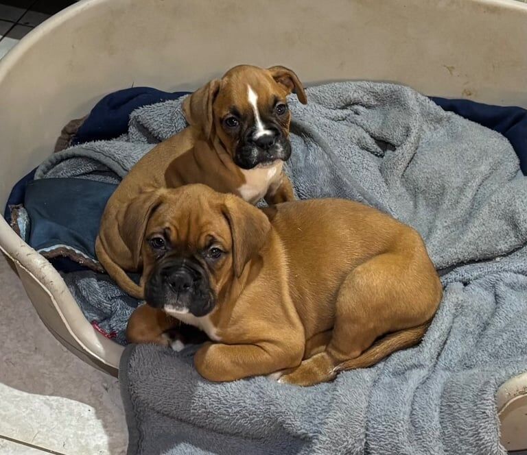 Stunning chunky Boxer puppies boys only for sale in Cookstown, Cookstown - Image 3