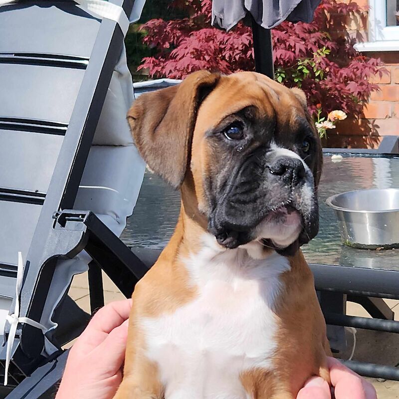 SUPER BOXER PUPPIES KC REG for sale in LEICESTERSHIRE - Image 1