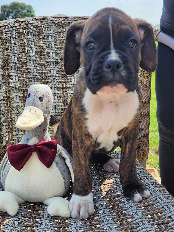 SUPER BOXER PUPPIES KC REG for sale in LEICESTERSHIRE - Image 2