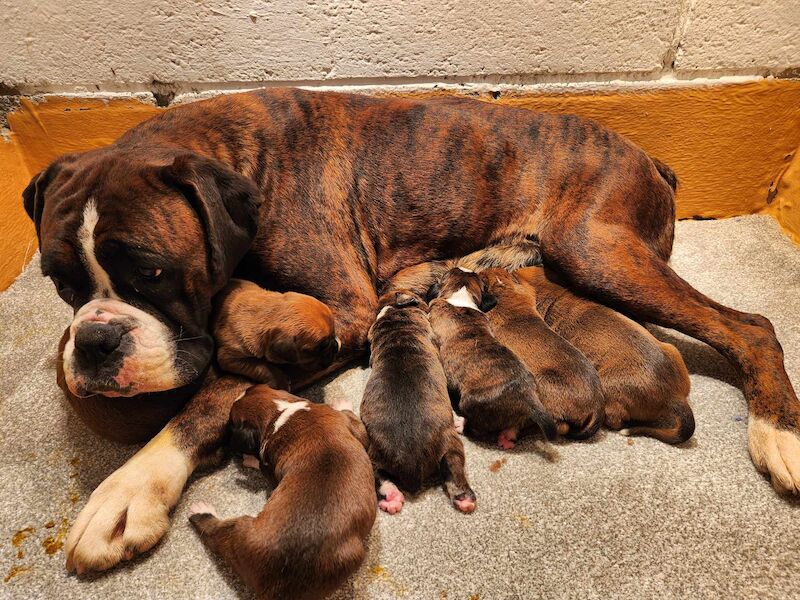 SUPER BOXER PUPPIES KC REG for sale in LEICESTERSHIRE - Image 3