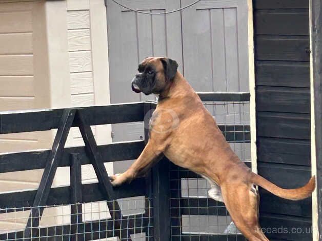 TREBORBOX BOXER PUPS DUE KC REGISTRATION for sale in Dumbarton, West Dunbartonshire