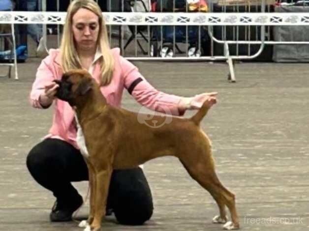 TREBORBOX BOXER PUPS DUE KC REGISTRATION for sale in Dumbarton, West Dunbartonshire - Image 3