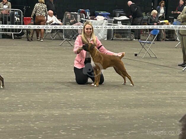 TREBORBOX BOXER PUPS DUE KC REGISTRATION for sale in Dumbarton, West Dunbartonshire - Image 5