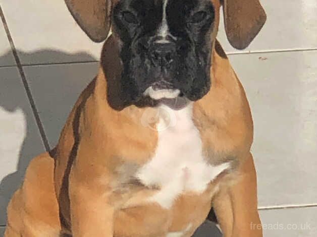 Two kennel club registered boxer girls red/white for sale in Beverley, East Riding Of Yorkshire - Image 1