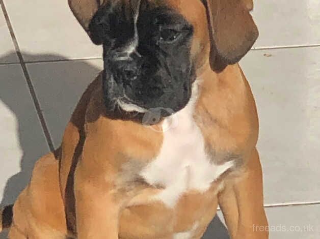 Two kennel club registered boxer girls red/white for sale in Beverley, East Riding Of Yorkshire - Image 3