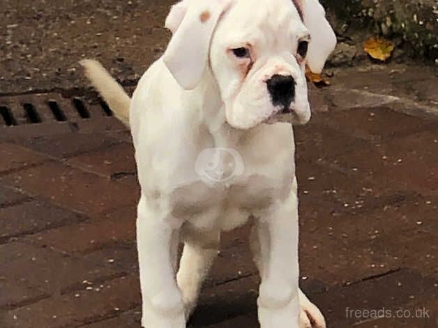 Two kennel club registered boxer girls red/white for sale in Beverley, East Riding Of Yorkshire - Image 4