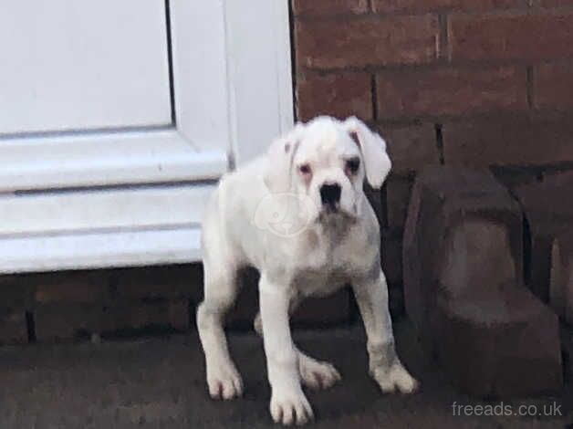 Two kennel club registered boxer girls red/white for sale in Beverley, East Riding Of Yorkshire - Image 5