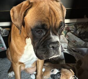 We have a fantastic litter. Cruffs winner Dave is Grandad for sale in Worcester, Worcestershire - Image 2