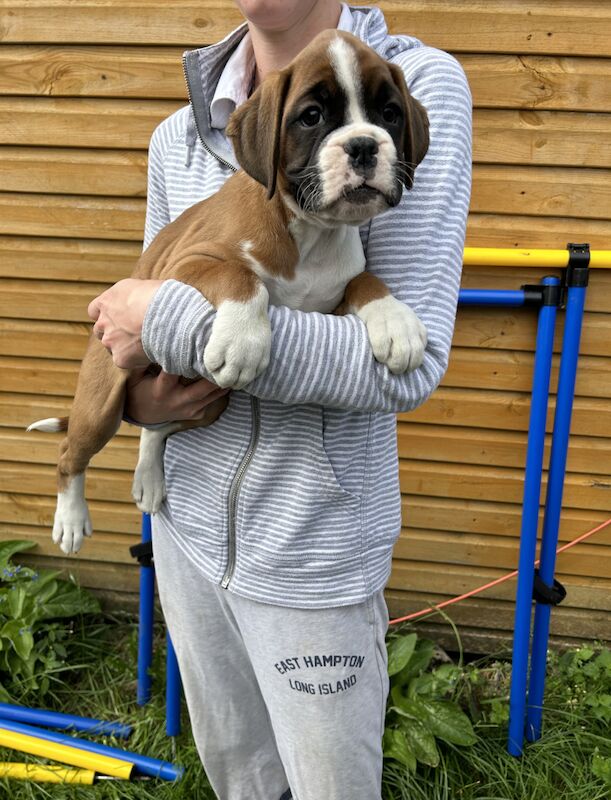 We have a fantastic litter. Cruffs winner Dave is Grandad for sale in Worcester, Worcestershire - Image 4