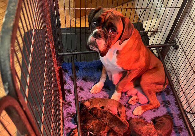 Well Bred Boxer Puppies for sale in Cardiff/Caerdydd, Cardiff