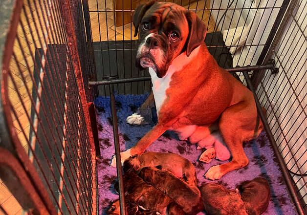 Well Bred Boxer Puppies for sale in Cardiff/Caerdydd, Cardiff - Image 2