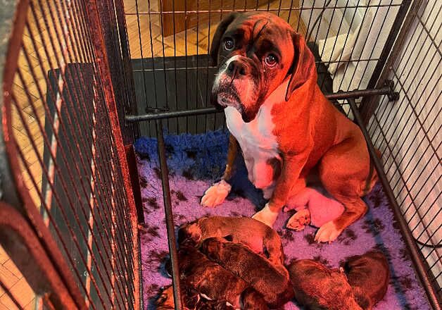 Well Bred Boxer Puppies for sale in Cardiff/Caerdydd, Cardiff - Image 2