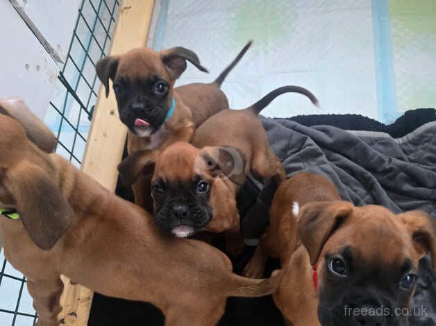 X4 Boxer puppies for new loving homes for sale in Newton Abbot, Devon