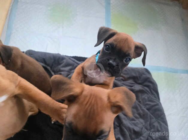 X4 Boxer puppies for new loving homes for sale in Newton Abbot, Devon - Image 2