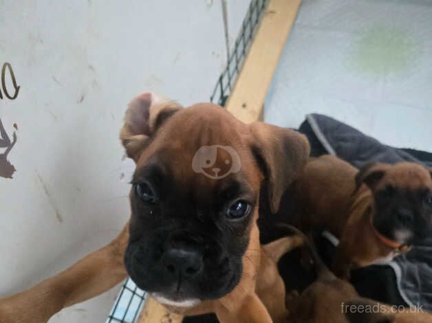 X4 Boxer puppies for new loving homes for sale in Newton Abbot, Devon - Image 3