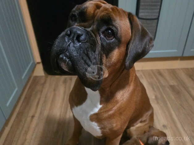 X4 Boxer puppies for new loving homes for sale in Newton Abbot, Devon - Image 4