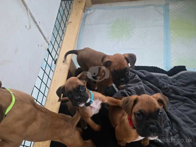 X4 Boxer puppies for new loving homes for sale in Newton Abbot, Devon - Image 5