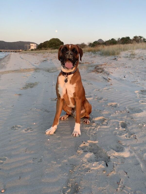 mervis dora - Boxer breeder