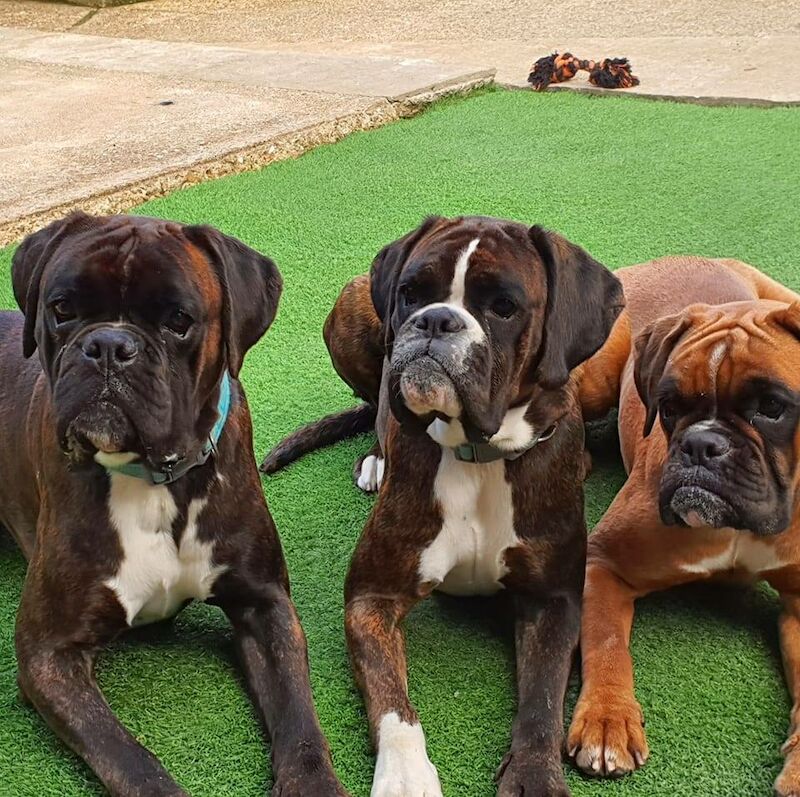 Patricia - Boxer breeder