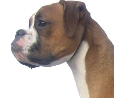 Abbey Rose - Boxer Breeder on Boxer Owners - Image 1